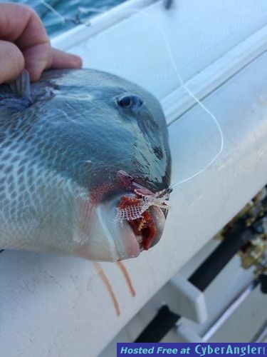 Click to Enlarge Photo