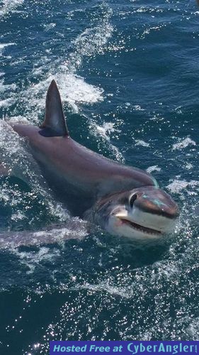 Click to Enlarge Photo