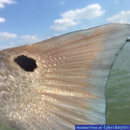 Click to Enlarge Photo