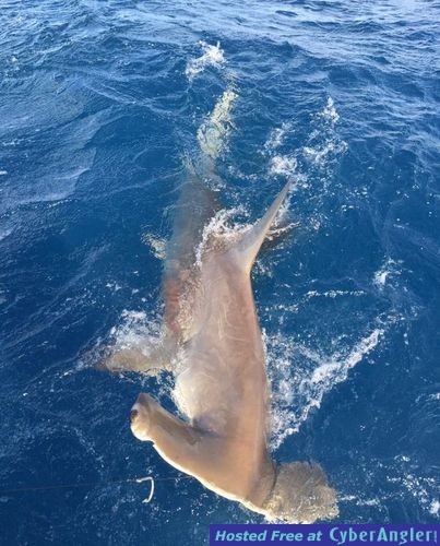 Click to Enlarge Photo