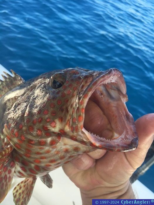 Click to Enlarge Photo