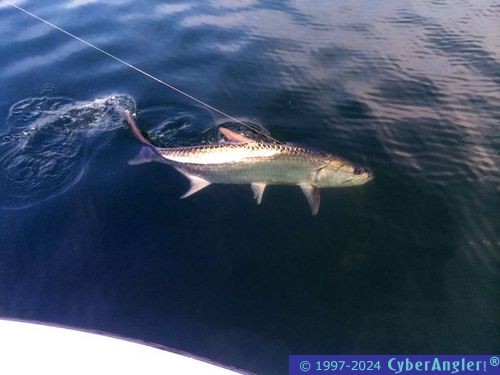 Click to Enlarge Photo