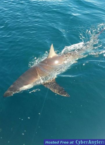 Click to Enlarge Photo