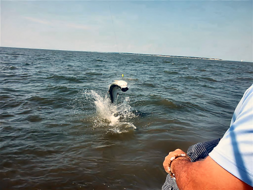 Click to Enlarge Photo