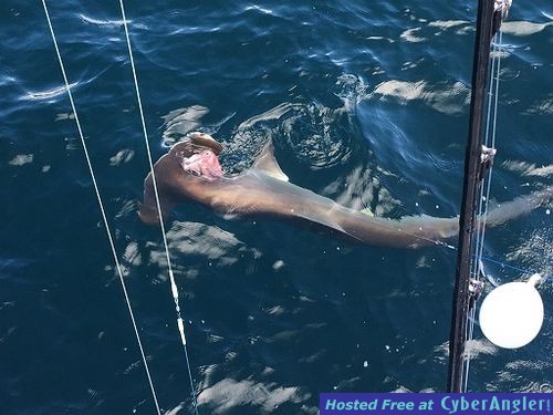 Click to Enlarge Photo