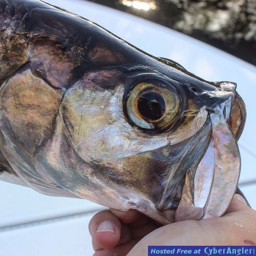 Click to Enlarge Photo