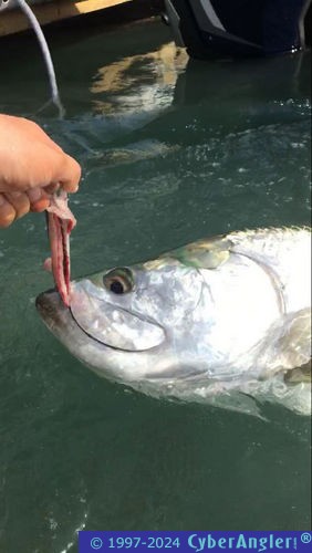 Click to Enlarge Photo