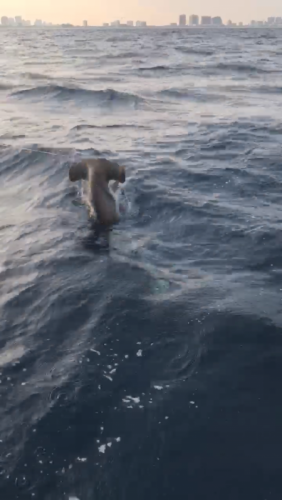 Click to Enlarge Photo