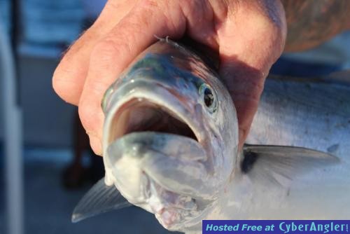 Click to Enlarge Photo