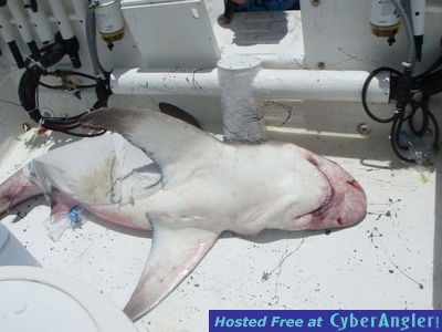 Click to Enlarge Photo