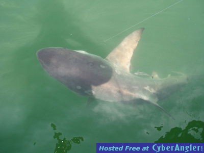 Click to Enlarge Photo