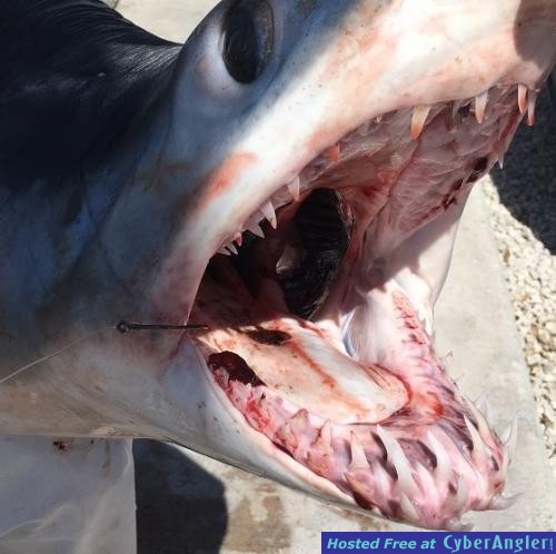 Click to Enlarge Photo