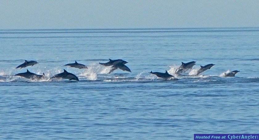 Click to Enlarge Photo