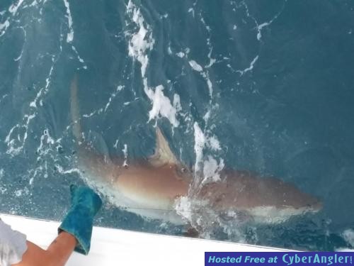 Click to Enlarge Photo