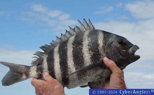 Click to Enlarge Photo