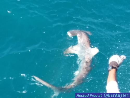 Click to Enlarge Photo