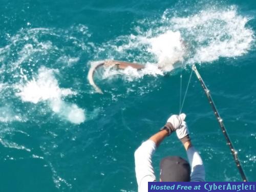 Click to Enlarge Photo