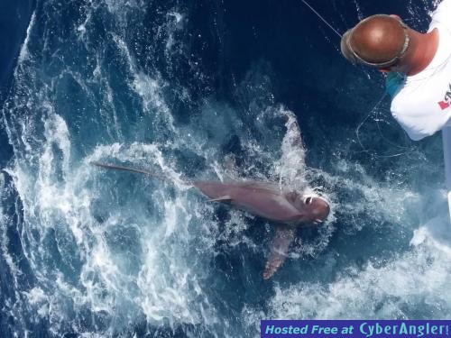 Click to Enlarge Photo