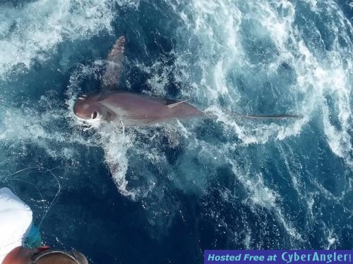 Click to Enlarge Photo