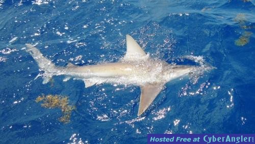 Click to Enlarge Photo