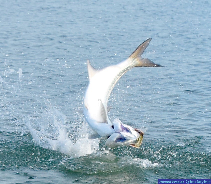Click to Enlarge Photo