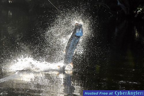 Click to Enlarge Photo