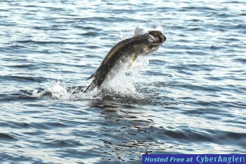 Click to Enlarge Photo