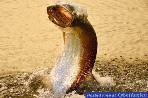 Click to Enlarge Photo