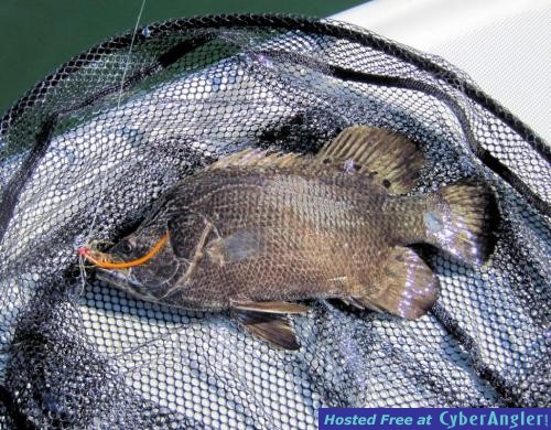 Click to Enlarge Photo