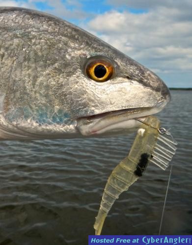 Click to Enlarge Photo