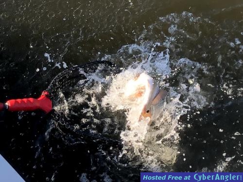 Click to Enlarge Photo