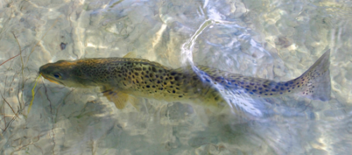 Click to Enlarge Photo