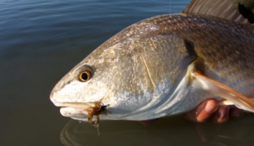 Click to Enlarge Photo