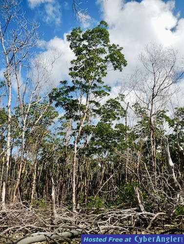 Click to Enlarge Photo