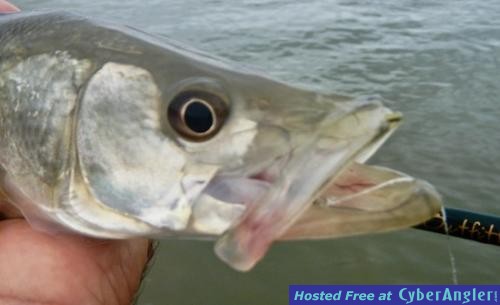 Click to Enlarge Photo