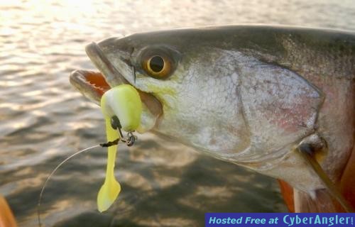 Click to Enlarge Photo