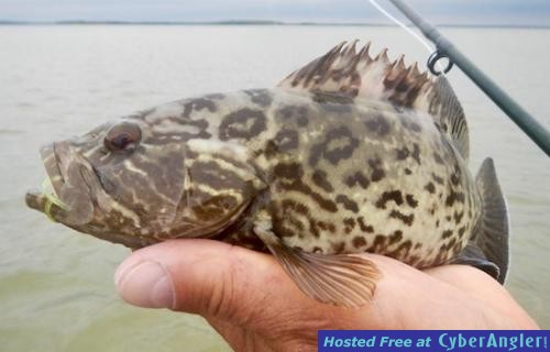 Click to Enlarge Photo