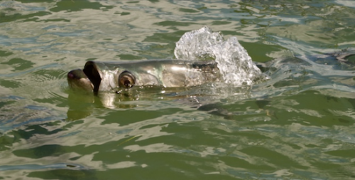 Click to Enlarge Photo