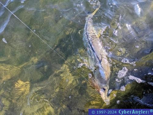 Click to Enlarge Photo