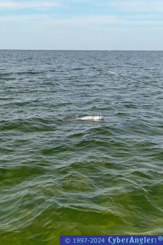 Click to Enlarge Photo