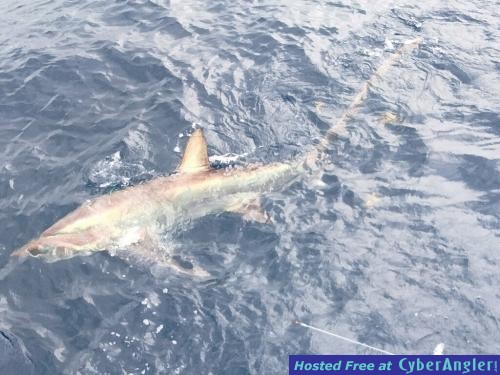 Click to Enlarge Photo