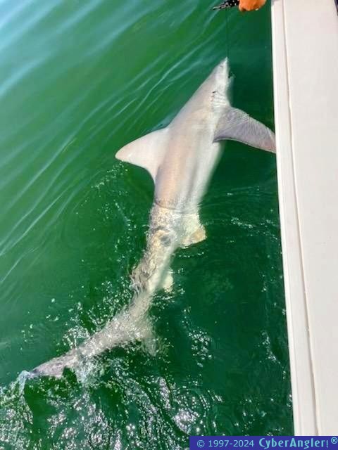 Click to Enlarge Photo