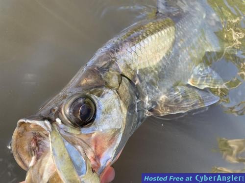 Click to Enlarge Photo