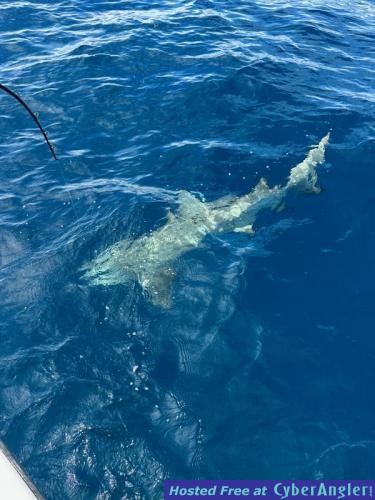 Click to Enlarge Photo