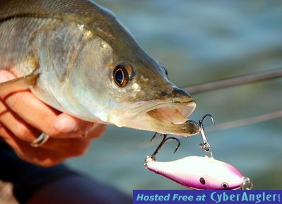 Click to Enlarge Photo