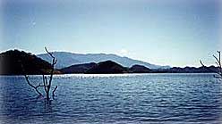 Plenty of cover for Bass while Fly Fishing on Lake Huites, Mexico.