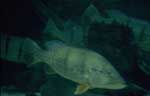 Peacock bass underwater.