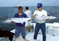 A pair of nice kingfish caught aboard JAWS TOO.