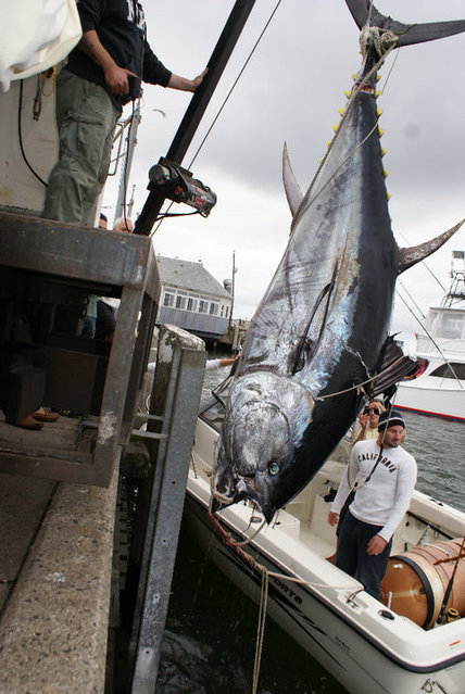 giant tuna 5.jpg