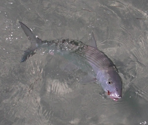 Florida keys bonefish.jpg